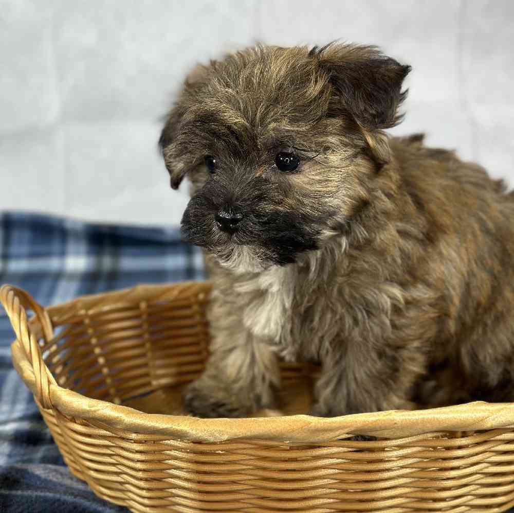 Male Yochon Puppy for Sale in Millersburg, IN