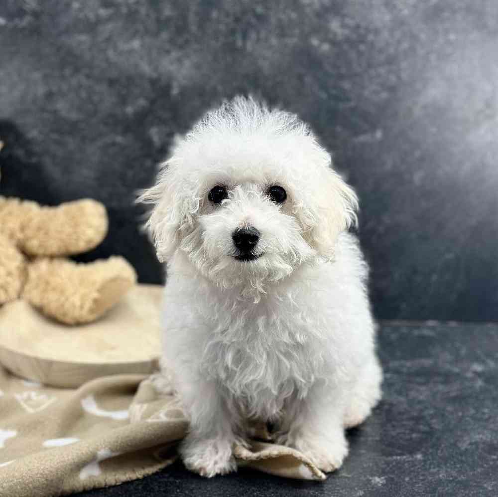 Female Bichon Puppy for Sale in Millersburg, IN