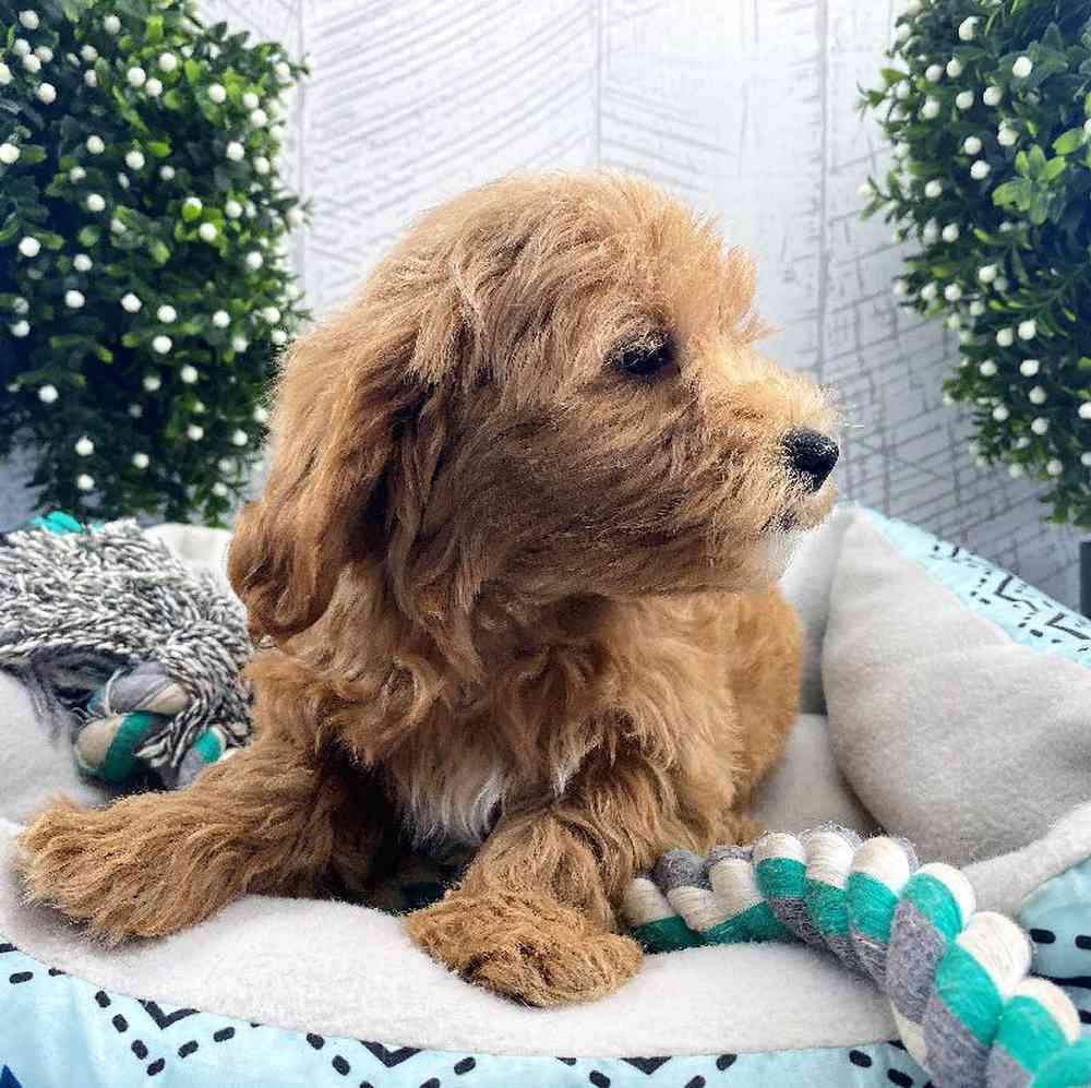 Male Shichon Puppy for sale