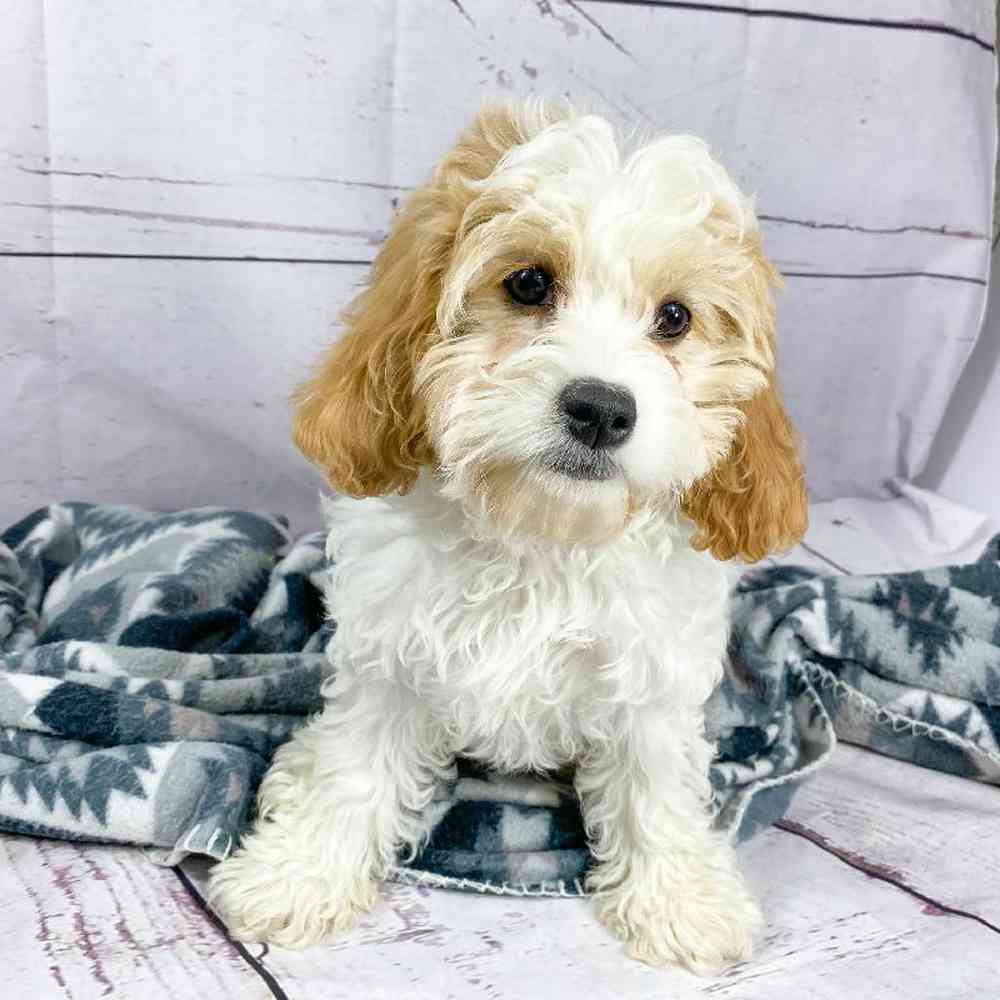 Female Cavachon Puppy for Sale in Millersburg, IN
