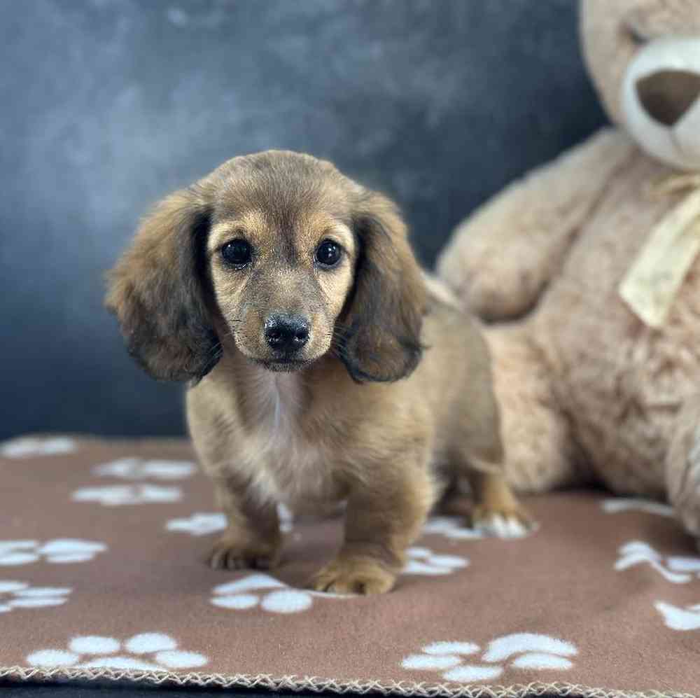 Female Dachshund Puppy for Sale in Millersburg, IN
