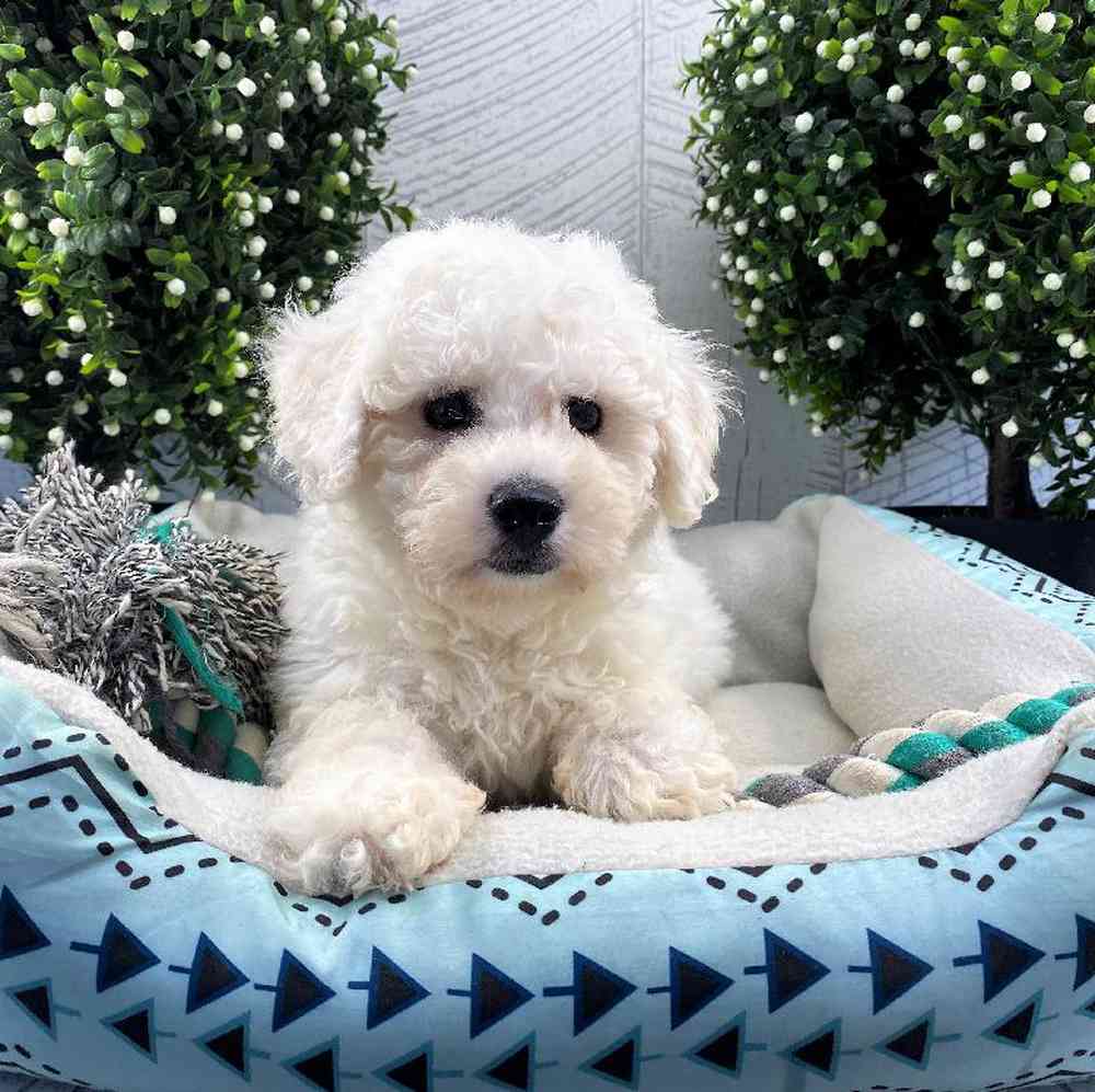 Male Bichon Puppy for sale