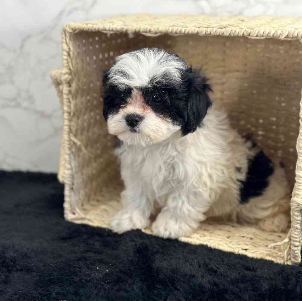 Female Shichon Puppy for Sale in Millersburg, IN