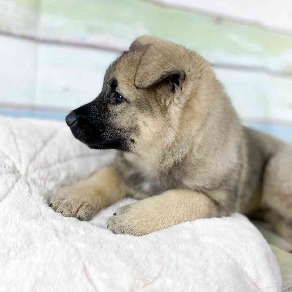 Female Norwegian Elkhound Puppy for Sale in Millersburg, IN