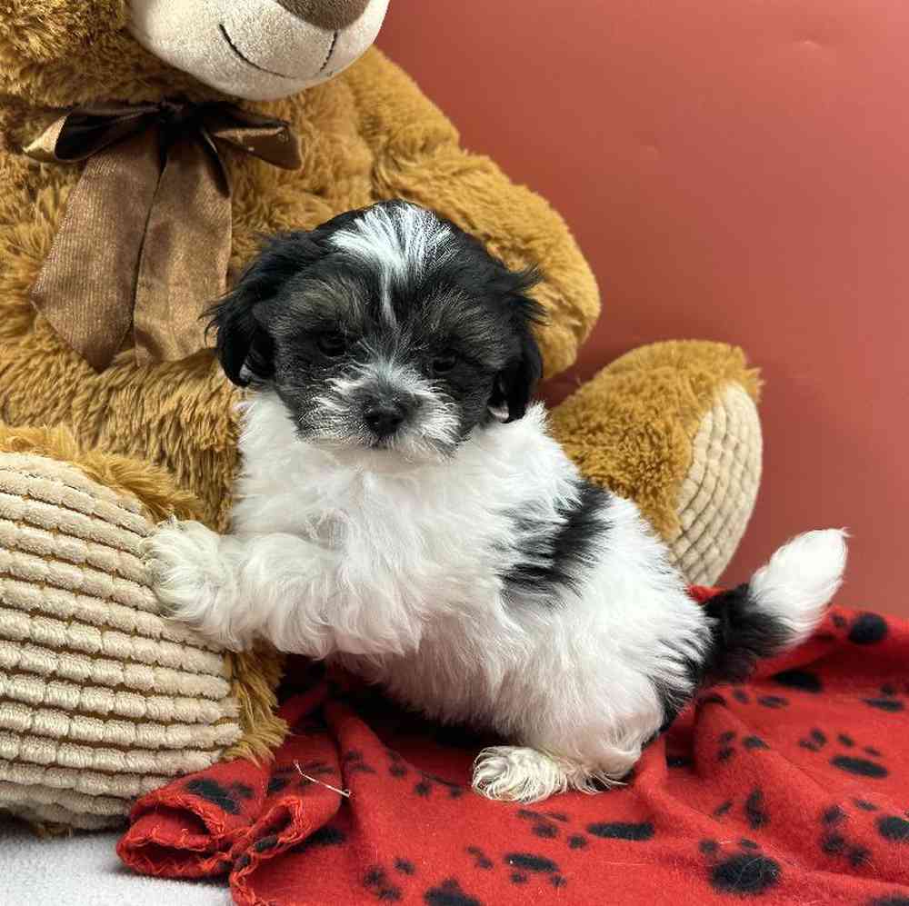 Male Malshi Puppy for Sale in Millersburg, IN