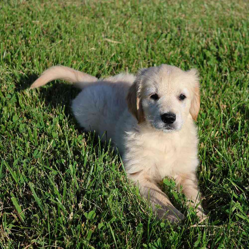 Male Golden Retriever Puppy for Sale in Millersburg, IN