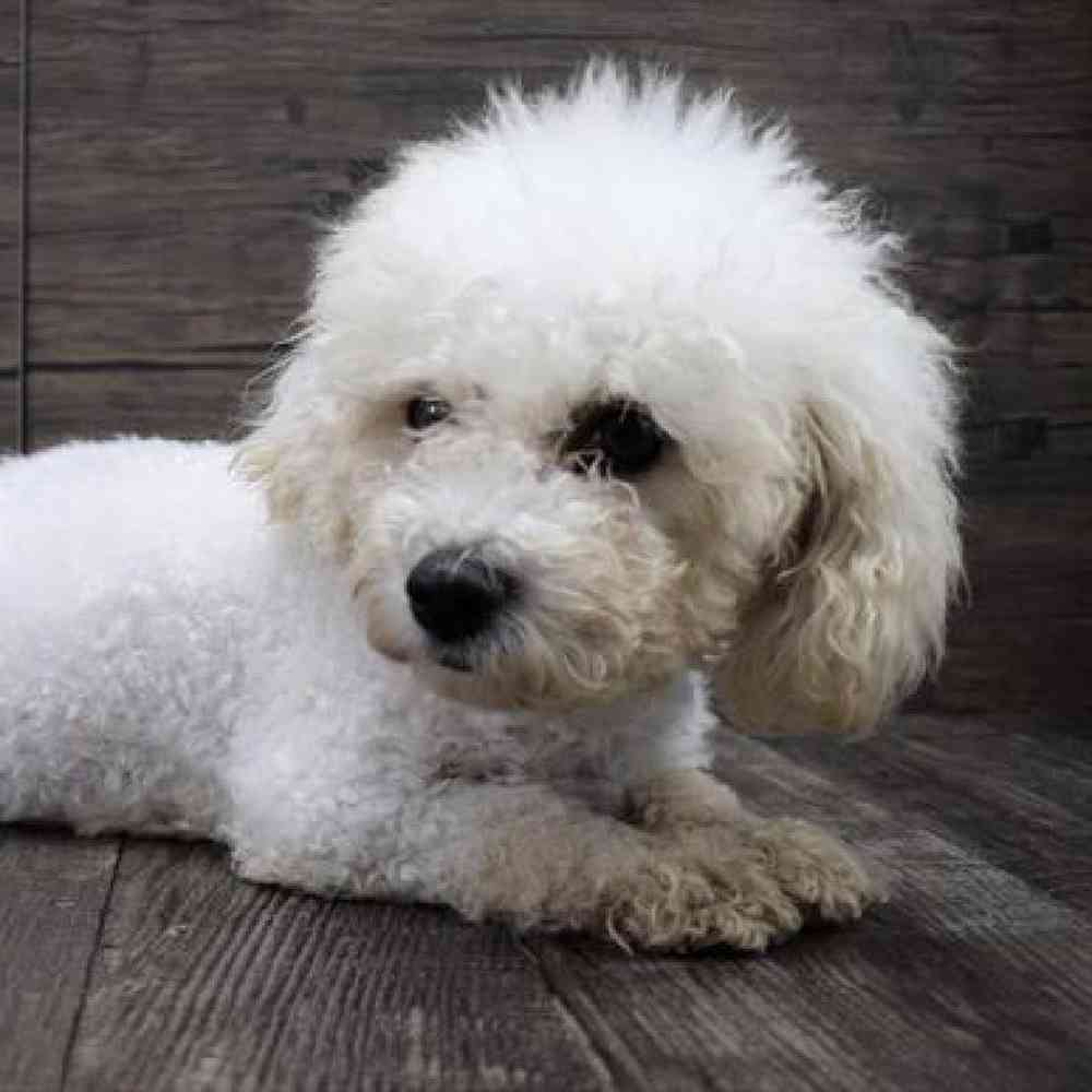 Female Bichon Puppy for sale