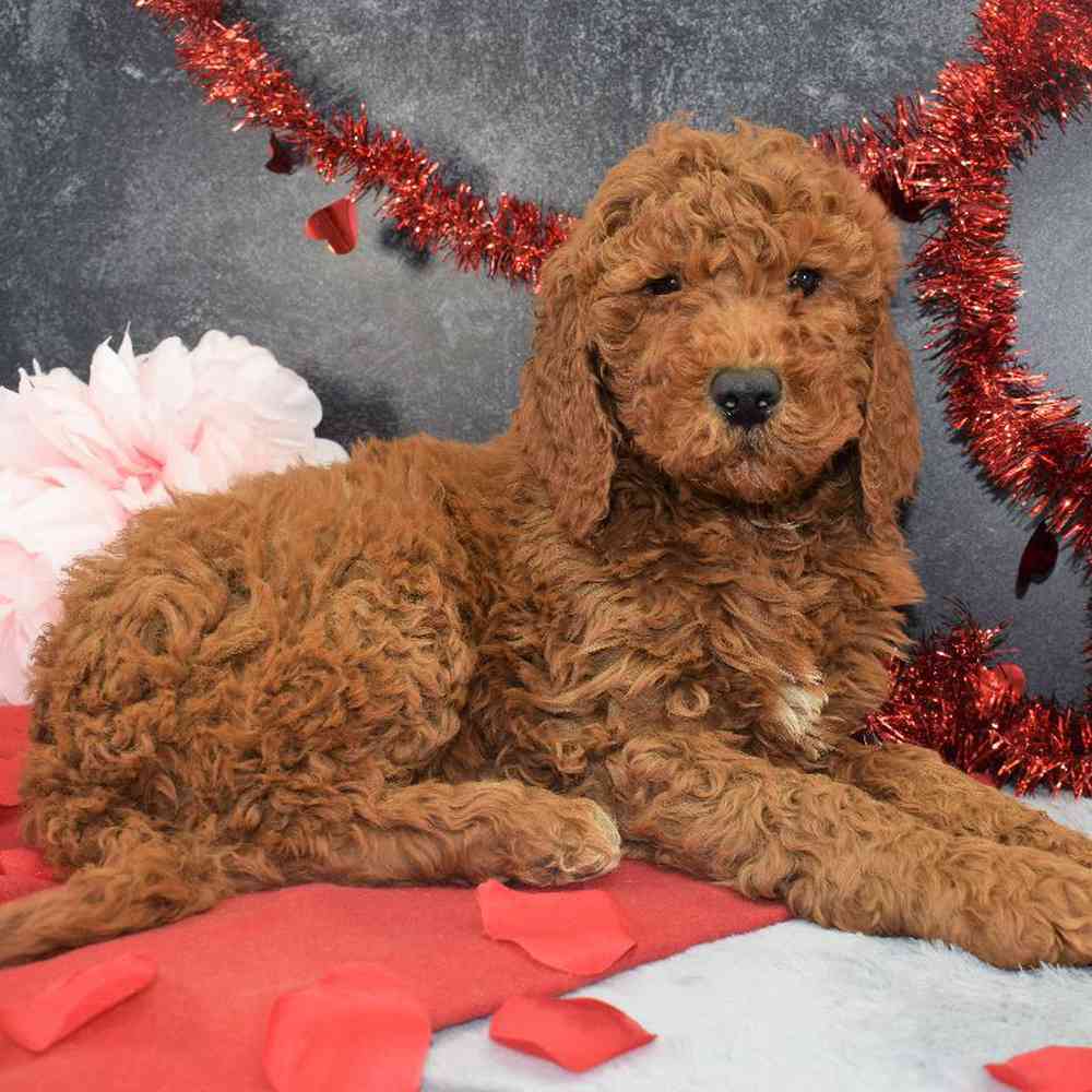 Female Goldendoodle Puppy for sale