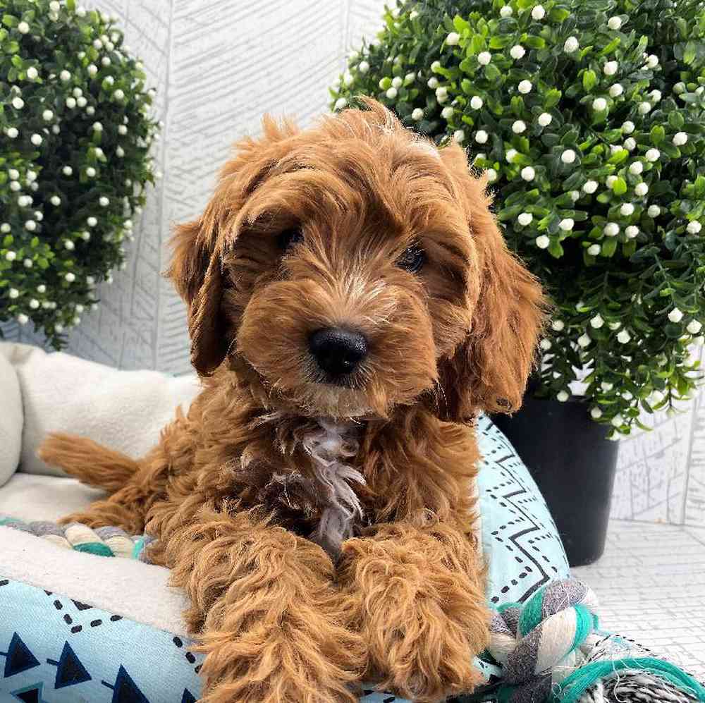 Male Cavapoo Puppy for sale